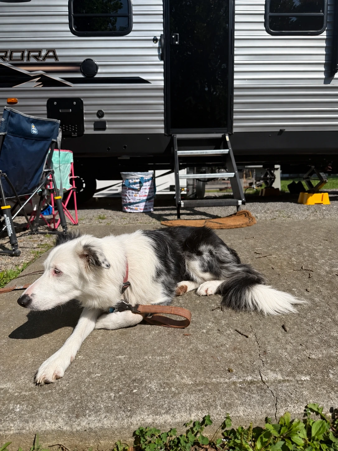Border Collie Dolly resting beside the family travel trailer at a campground