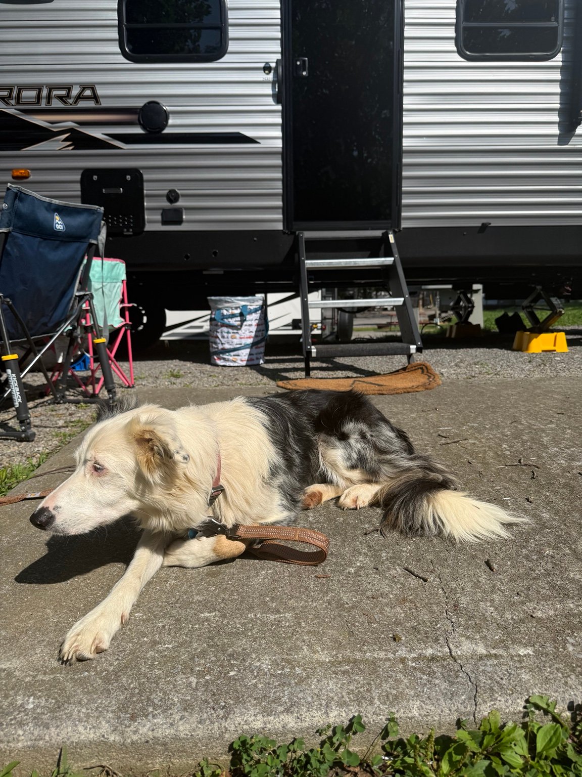 Border Collie Dolly resting beside the family travel trailer at a campground