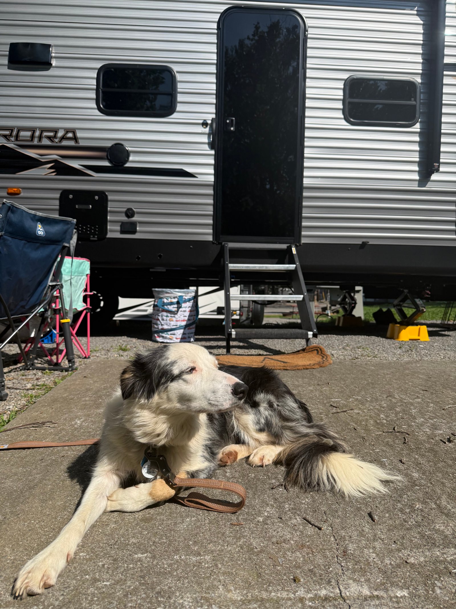 Dolly resting outside our Aurora travel trailer at the campsite