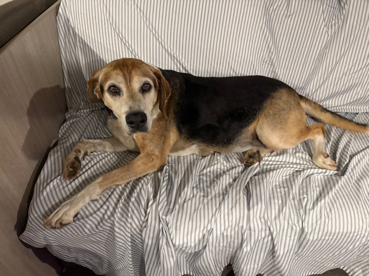 Happy resting on a covered camper seat